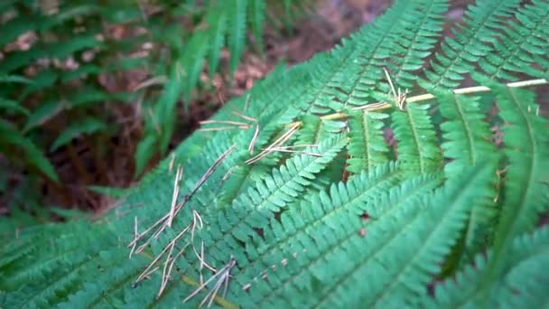 Fern lämnar i solljus. Nålar på ett ormbunksblad. Närbild — Stockvideo