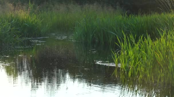Τα κουνούπια πάνω από το νερό. Ψηλό γρασίδι δίπλα στο ποτάμι. Άγρια σταχτοδοχεία με αντανάκλαση στο νερό του ποταμού ένα καλοκαιρινό βράδυ — Αρχείο Βίντεο