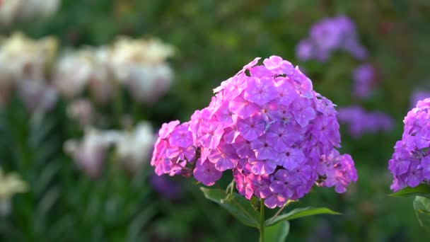 Розовый Флокс цветы растут в саду — стоковое видео