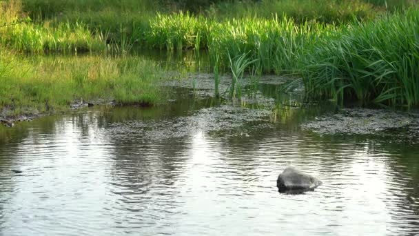 Högt gräs vid floden. Wild sedge thickets med reflektion i flodvattnet en sommarkväll — Stockvideo