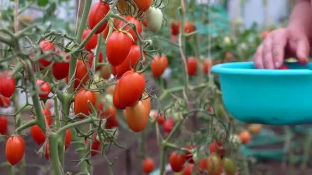 A mulher escolhe tomates em estufa. Uma mulher agricultora apanha tomates cereja numa estufa. Exploração biológica — Vídeo de Stock