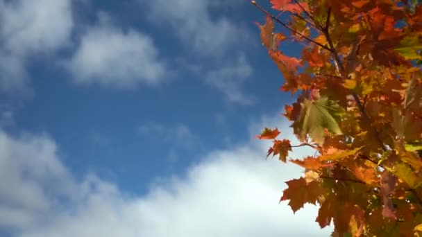 Gelbe Ahornblätter und Sonne. Orangefarbene Blätter eines Ahornbaums vor blauem Himmel, schöne Herbstnatur — Stockvideo