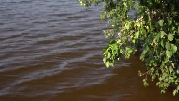 Trädets blad vidrör vattnet en solig sommardag. — Stockvideo