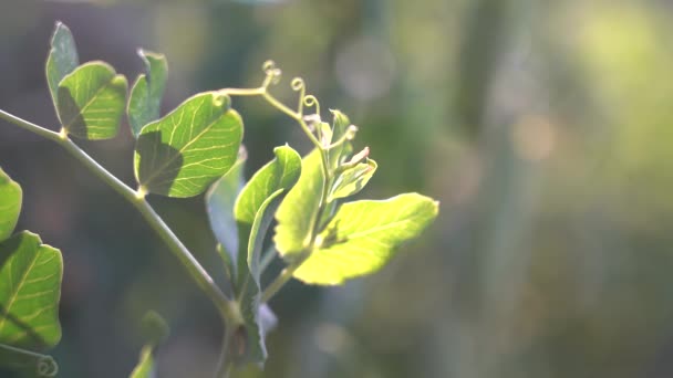 Pisello va via alla luce del sole. Foglie di pisello in un vento sottile e sole con piacevole sole — Video Stock