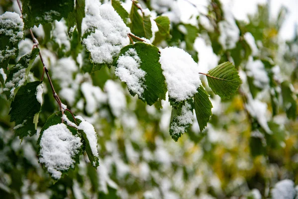 Un coup de froid soudain. Les feuilles vertes des arbres sont couvertes de neige tombée — Photo