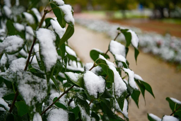 Frío repentino. Las hojas verdes de los árboles están cubiertas de nieve caída — Foto de Stock
