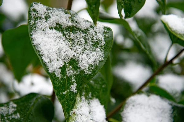 突然冷了一下.绿叶上覆盖着飘落的雪 — 图库照片