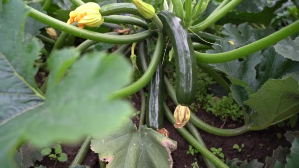 Grön Zucchini Mognar Trädgården Dagen — Stockvideo