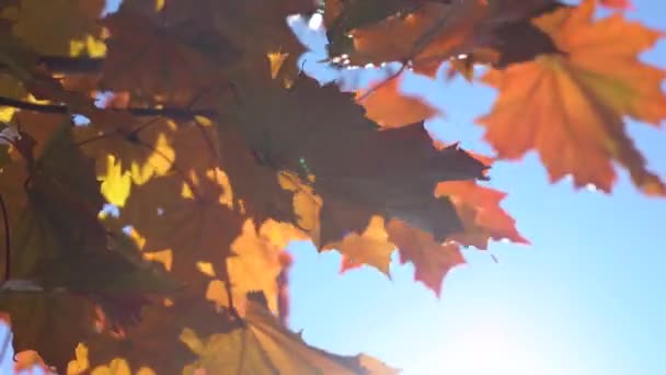 Pomerančové Listy Javoru Pozadí Modré Oblohy Žluté Javorové Listy Slunce — Stock video