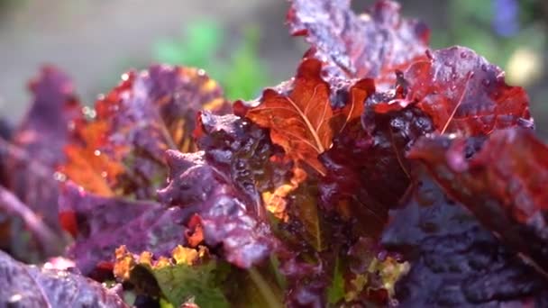 Lactuca Sativa Mor Yaprakları Seçici Odaklanma Sebze Tarlasındaki Yataklarda Kırmızı — Stok video
