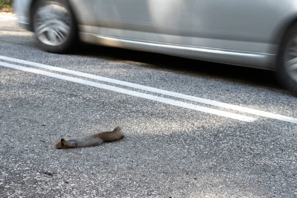 Una Ardilla Muerta Yace Carretera Acaba Ser Asesinada Por Coche — Foto de Stock