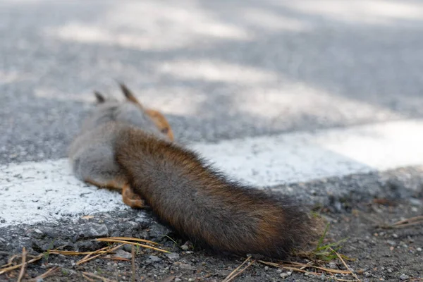 死んだリスが道路に横たわっていて ちょうど車によって殺された 道路上の野生動物の死 — ストック写真