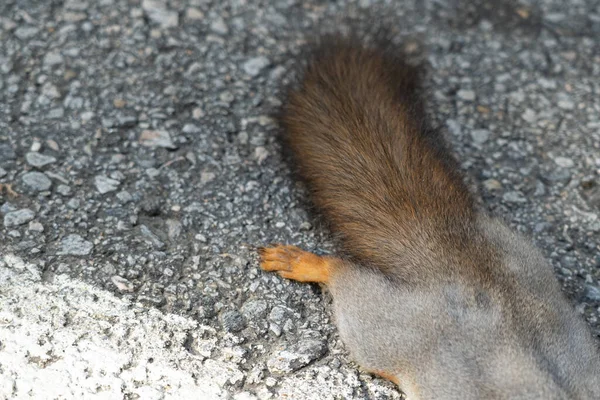 Ein Totes Eichhörnchen Liegt Auf Der Straße Das Gerade Von lizenzfreie Stockfotos