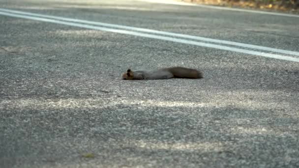 死んだリスが道路に横たわっていて ちょうど車によって殺された 道路上の野生動物の死 — ストック動画