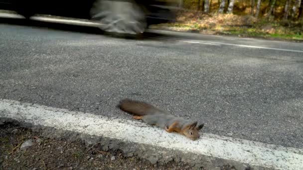 死んだリスが道路に横たわっていて ちょうど車によって殺された 道路上の野生動物の死 — ストック動画