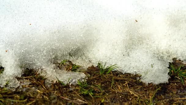 融化的雪和去年的草 后续行动 — 图库视频影像