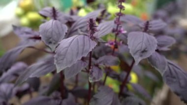 Fesleğen yaprakları bahçede. Fesleğen. Bahçe yatağında güzel kokulu baharatlar yetişir.