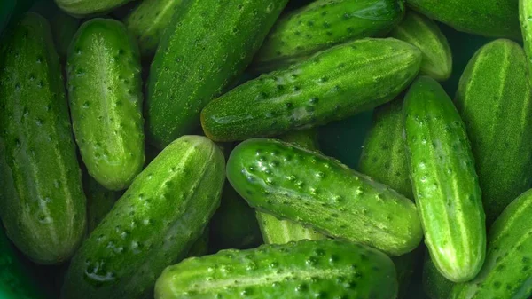 Suda taze salatalık. Yavaş çekim