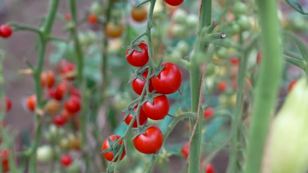 Rijp tomaten op een tak in een kas. Verse bos van rode natuurlijke tomaten op tak in biologische groentetuin. Verlicht door daglicht — Stockvideo