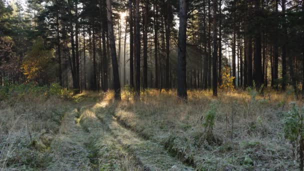 The suns rays move between trees in the autumn forest on a frosty morning — Stock Video