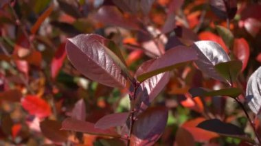 Kırmızı sonbahar yaprakları duvarda, arka planda. Parlak kırmızı yaprakların sonbahar arkaplanı.