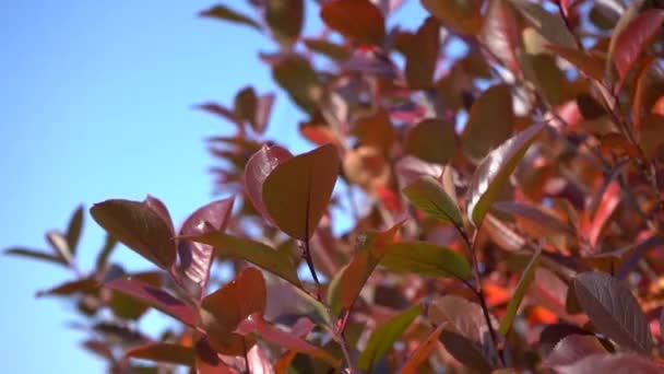 Red autumn leaves of chokeberry on a background of blue sky — Stock Video