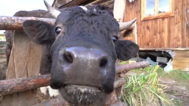 De stier probeert de camera met zijn tong te likken. Het hoofd van een zwarte stier in de kraal — Stockvideo