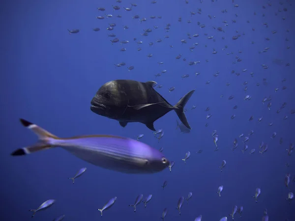 Gigante Oscuro Trevally Caza Del Almuerzo — Foto de Stock