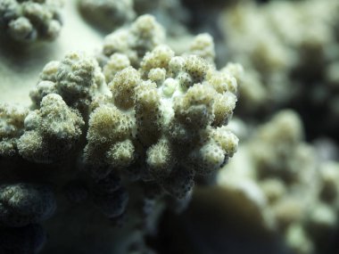 Sert mercanlar, bir makro çekim şaşırtıcı ayrıntıları