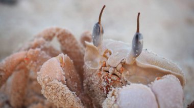 Sahilde mavi gözlü büyük pembe Yengeç