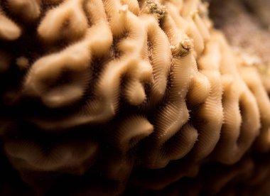 Şaşırtıcı ayrıntıları ve sert mercan yapısını bir makro çekim