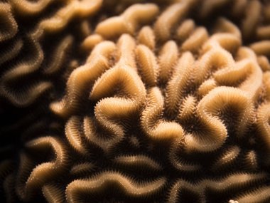 Şaşırtıcı ayrıntıları ve sert mercan yapısını bir makro çekim