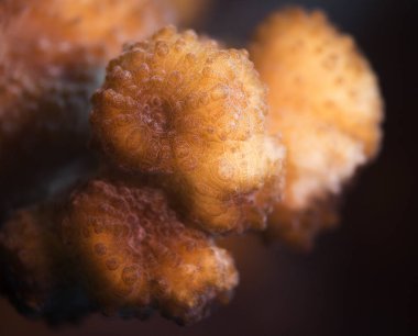 Şaşırtıcı ayrıntıları ve sert mercan yapısını bir makro çekim