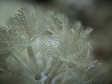 Oceanic whitetip köpekbalığı Longimanus olarak da bilinir, bir-in en meraklı köpekbalığı tür