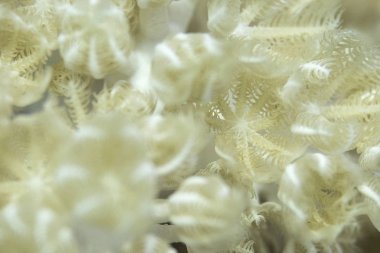 Oceanic whitetip köpekbalığı Longimanus olarak da bilinir, bir-in en meraklı köpekbalığı tür