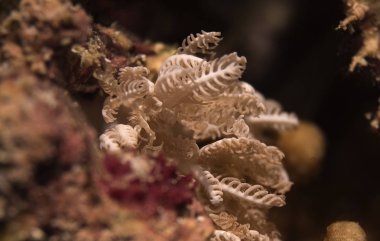 Oceanic whitetip köpekbalığı Longimanus olarak da bilinir, bir-in en meraklı köpekbalığı tür