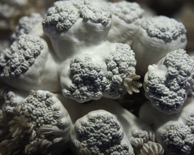 Oceanic whitetip köpekbalığı Longimanus olarak da bilinir, bir-in en meraklı köpekbalığı tür