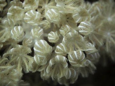 Titreşimli xenid 'çiçek'