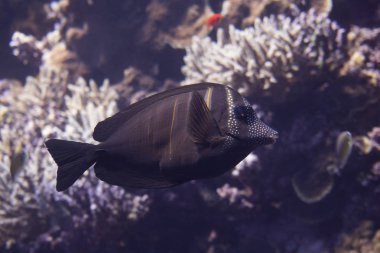 Bir tavşan balık veya tang tam vücut yan görünüm