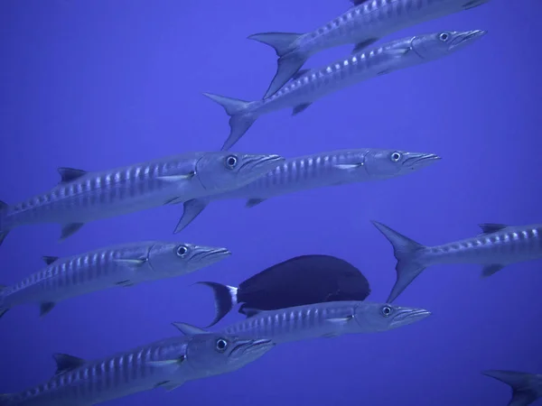 Blackfin Barracuda Egito Sagacidade Peixe Cirurgião — Fotografia de Stock