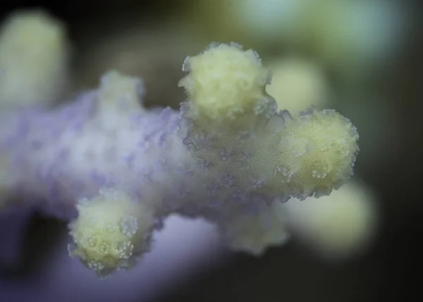 Die Erstaunlichen Details Der Steinkorallen Eine Makroaufnahme — Stockfoto