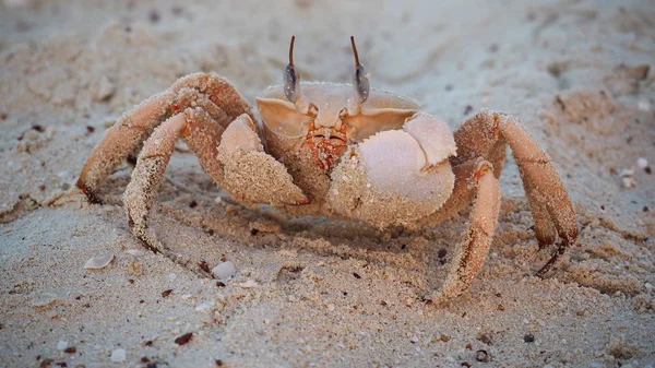 Big pink crab with blue eyes on the beach