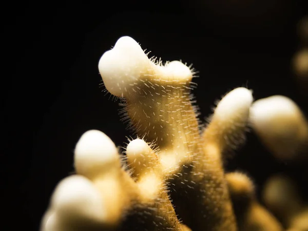 Uma Foto Macro Dos Incríveis Detalhes Estrutura Coral Fogo Com — Fotografia de Stock