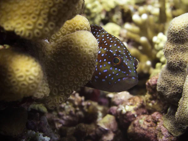 A coral grouper peeking from behind some coral