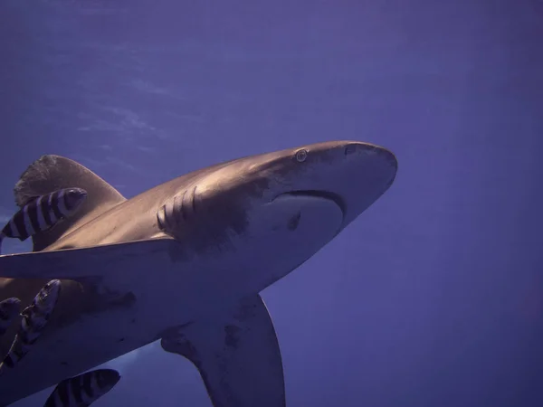 Tubarão Branco Oceânico Também Conhecido Como Longimanus Uma Das Espécies — Fotografia de Stock