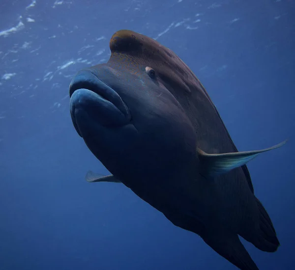 Curioso Napoleon Wrasse —  Fotos de Stock