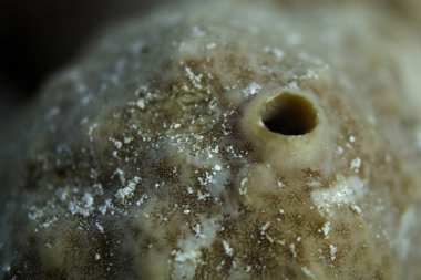 Mavi, tam vücuttaki bir gökkuşağı koşucu