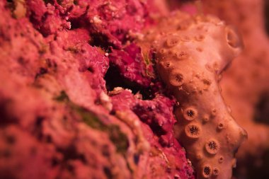 Mavi, tam vücuttaki bir gökkuşağı koşucu