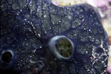 Mavi, tam vücuttaki bir gökkuşağı koşucu