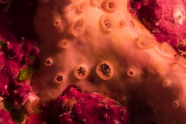 Mavi, tam vücuttaki bir gökkuşağı koşucu